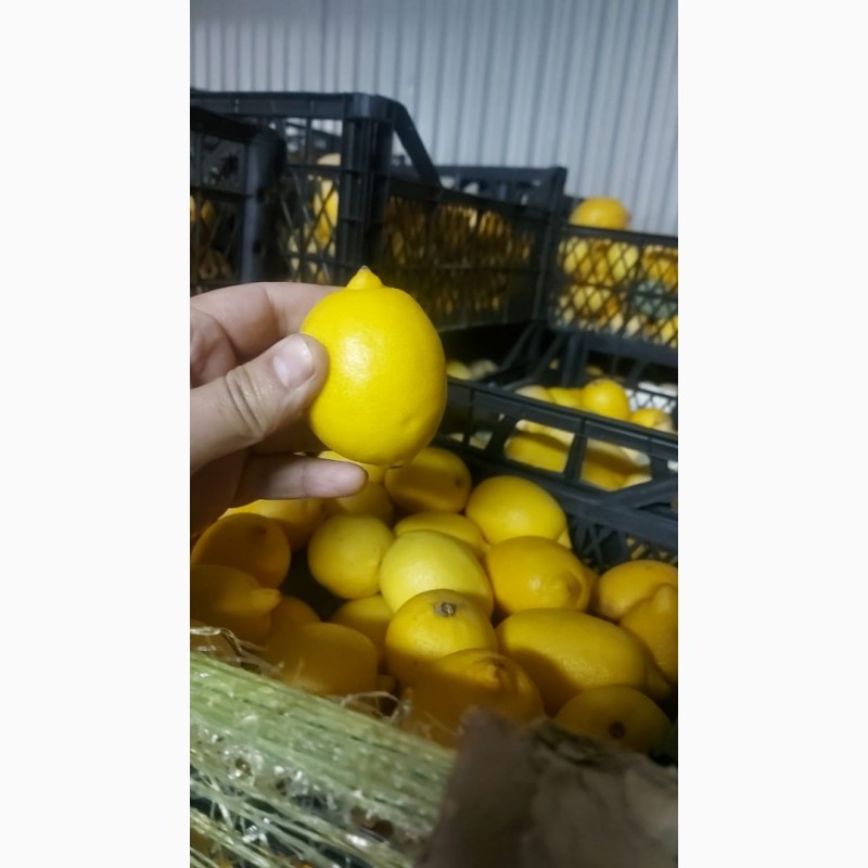 Фото 2. Лимоны оптом 1-2 сорта