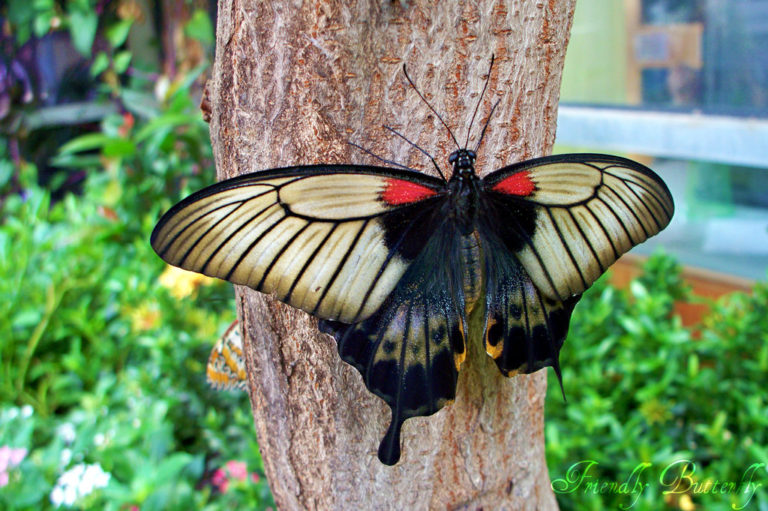 Фото 2. Тропические Живые Бабочки изФилиппин