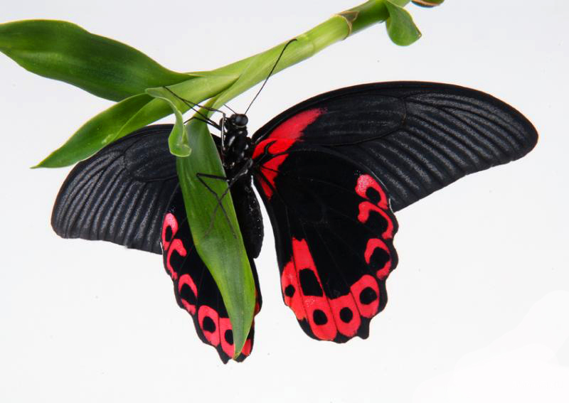 Фото 3. Тропические Живые Бабочки изФилиппин
