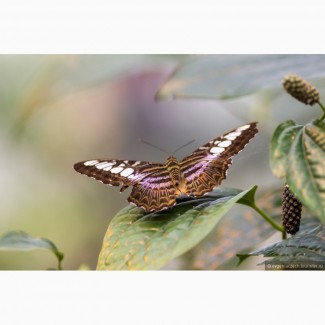 Восхитительные Живые Бабочки изФилиппин