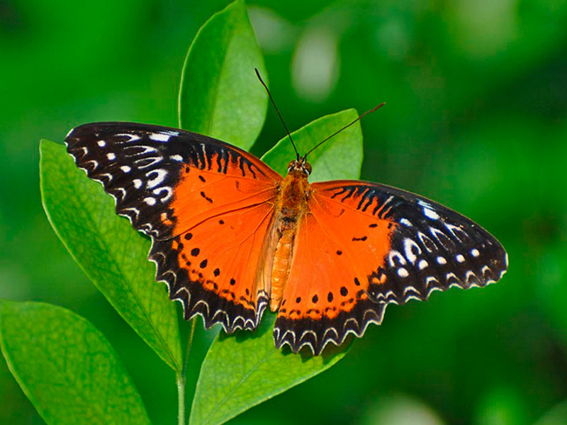Фото 2. Восхитительные Живые Бабочки изФилиппин