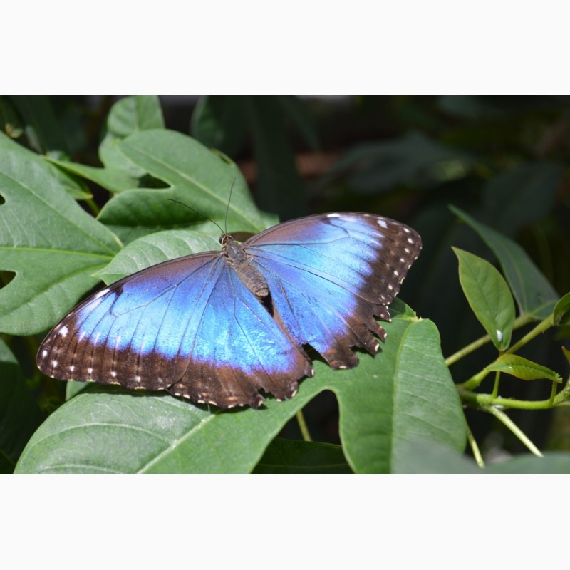 Фото 3. Восхитительные Живые Бабочки изФилиппин