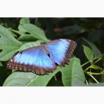 Восхитительные Живые Бабочки изФилиппин