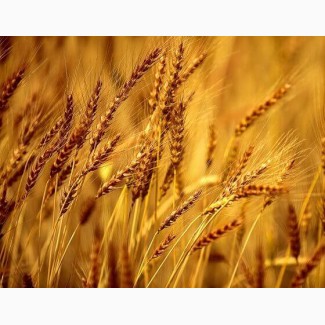 ООО НПП «Зарайские семена» закупает семена ржи многолетней от 20 тонн