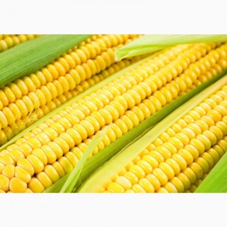 Семена кукурузы сорт воронежский 160