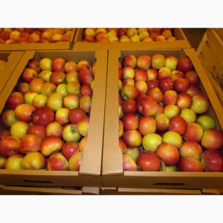 Яблоки оптом цена: 17.00 руб / кг
