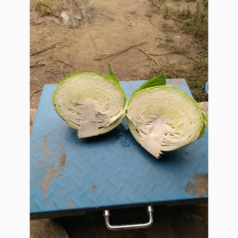 Фото 2. Продам капусту белокачанную от производителя