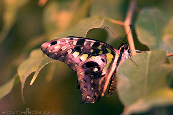 Фото 3. Яркие Живые Бабочки изПакистана