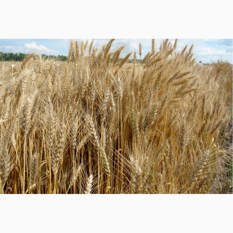 ООО НПП «Зарайские семена» продает семена пшеницы озимой,  — Rusboard