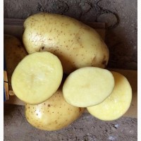 Продам картофель отличного качества
