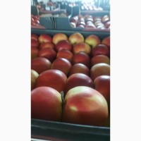 Яблоки оптом 1-2 категории