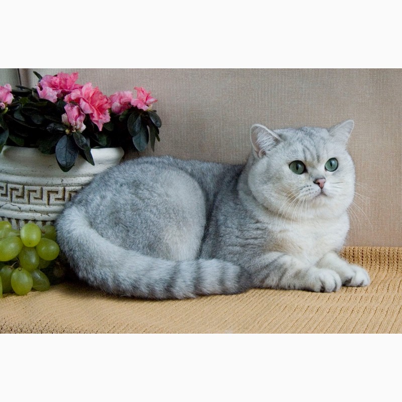 Фото 2/2. Продажа элитных британских котят в Чехии