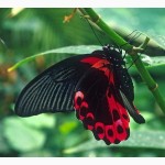 Экзотические Живые Бабочки изАфрики
