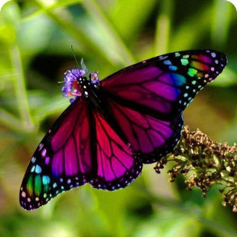Фото 2. Тропические Живые Бабочки изКоста Рикки