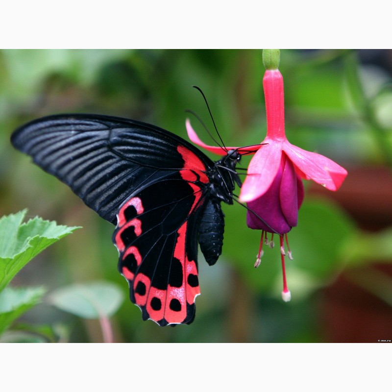 Фото 3. Тропические Живые Бабочки изКоста Рикки