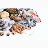 Рыба, ракообразные, моллюски оптом от ООО «Решение»