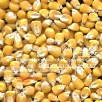Оптовая продажа кукуруза продовольственная и фуражная