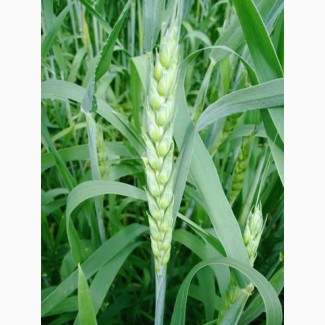 ООО НПП «Зарайские семена» реализует семена пшеницы яровой мягкой оптом