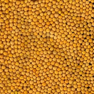 Продаём семена горчицы желтой Сарепская