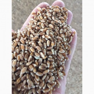 Семена озимой пшеницы сорт Зерноградка11, Изюминка, Находка ЭС/РС1/РС2
