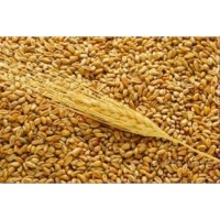 Пшеница DAP Сарыагаш