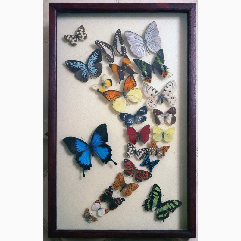 Фото 2. Продам уникальное панно из тропических бабочек