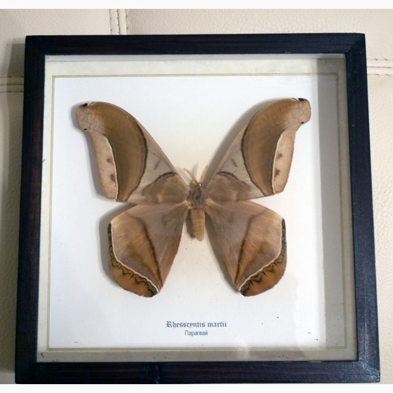Фото 3. Продам уникальное панно из тропических бабочек