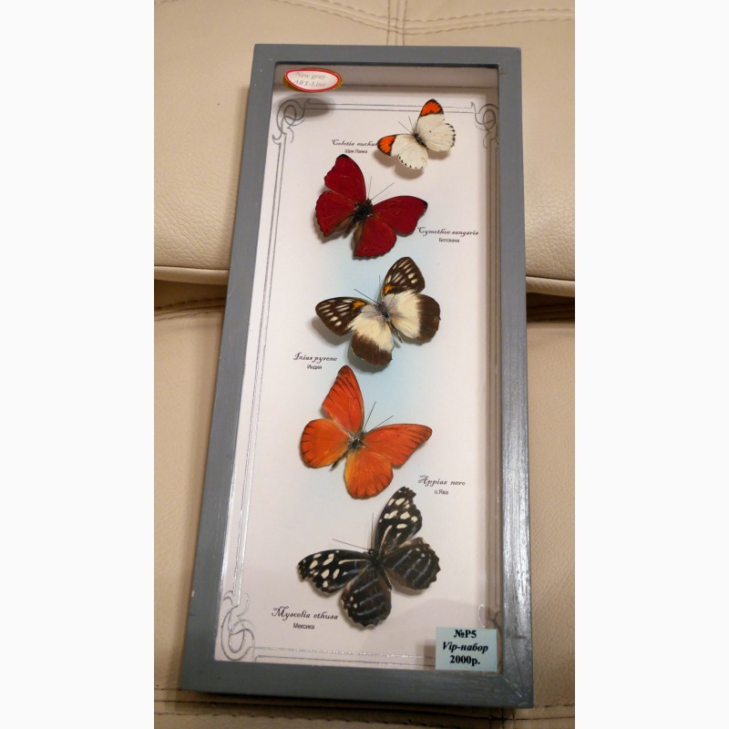 Фото 4. Продам уникальное панно из тропических бабочек