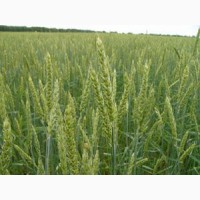 ООО НПП «Зарайские семена» продаёт семена пшеницы яровой твердой