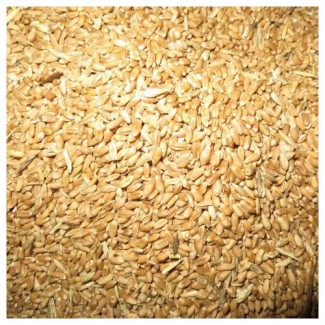 Пшеница, 4 класс, 800 тонн