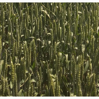 Семена озимой мягкой пшеницы сорт Безостая 100 РС1