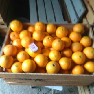 Продам апельсины сорта Вашингтон калибр 7-12