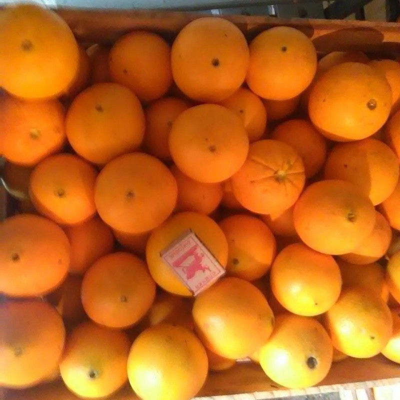 Фото 2. Продам апельсины сорта Вашингтон калибр 7-12