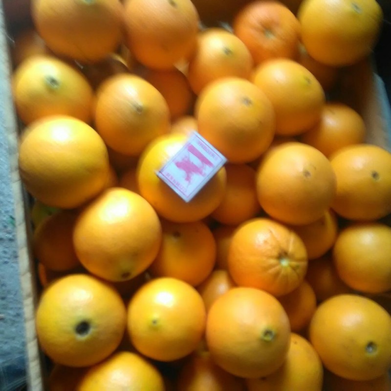 Фото 3. Продам апельсины сорта Вашингтон калибр 7-12