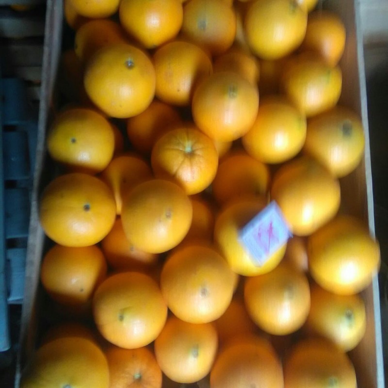Фото 4. Продам апельсины сорта Вашингтон калибр 7-12