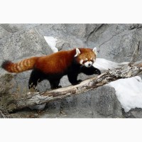 Продам малую панду (кошачий медведь или красная панда)