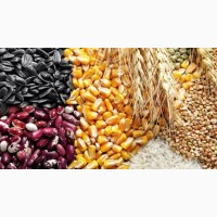 Пшеница, ячмень, кукуруза, нут, чечевица, фасоль