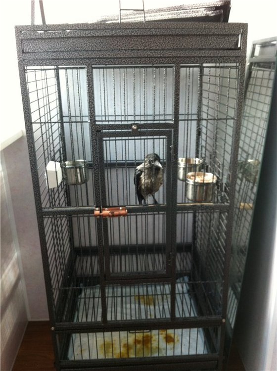 Фото 7. Клетка-вольер для больших птиц- попугаев. сов, ворон