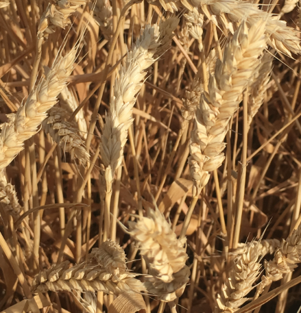 Семена озимой мягкой пшеницы сорт Краса Дона ЭС