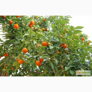 Выращивание мандаринов в Абхазии - ваш бизнес
