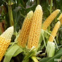 Гибриды семена кукурузы П7709 (Пионер, Pioneer)