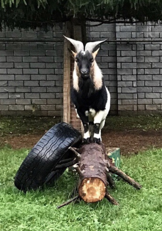 Фото 7. Камерунские карликовые домашние козы