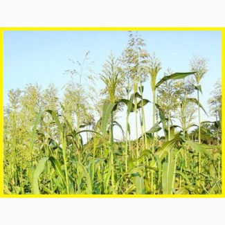 ООО НПП «Зарайские семена» покупает семена суданской травы от 20 тонн