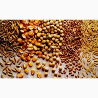 Продаём семена озимых зернобобовых смесей для выращивания зеленого корма, заготовки сенажа