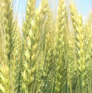 Семена озимой пшеницы сорт Станичная ЭС/РС1/РС2