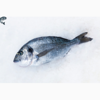 Дорадо свежемороженая Рыба Морепродукты оптом