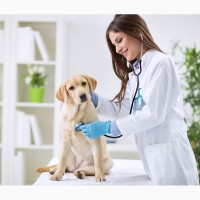Ветеринарная клиника. Ветеринарные услуги для ваших животных