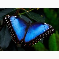 Продажа Живых тропических бабочек из Южной Америки более 30 Видов