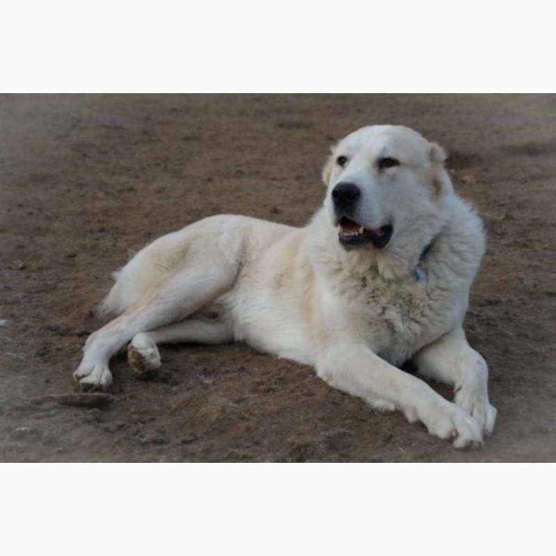 Фото 2. Собака в дар. Алабай, среднеазиатская овчарка двух лет