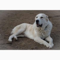 Собака в дар. Алабай, среднеазиатская овчарка двух лет